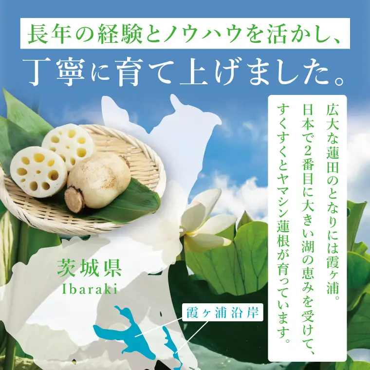 ヤマシン蓮根 4kg|レンコン  食物繊維 新鮮 シャキシャキ  茨城県 阿見町（98-04）