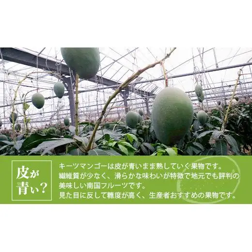 ＜予約受付＞【訳あり】沖縄県石垣島産 キーツマンゴー 約1.2kg～1.6kg