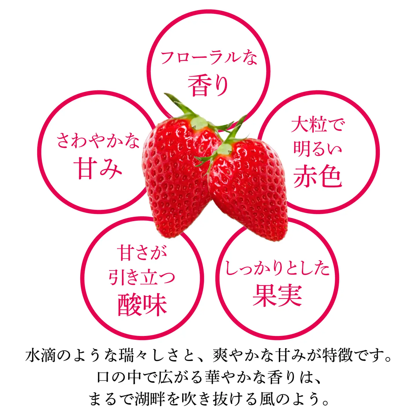 【先行予約】いちご（みおしずく）2パック / 苺