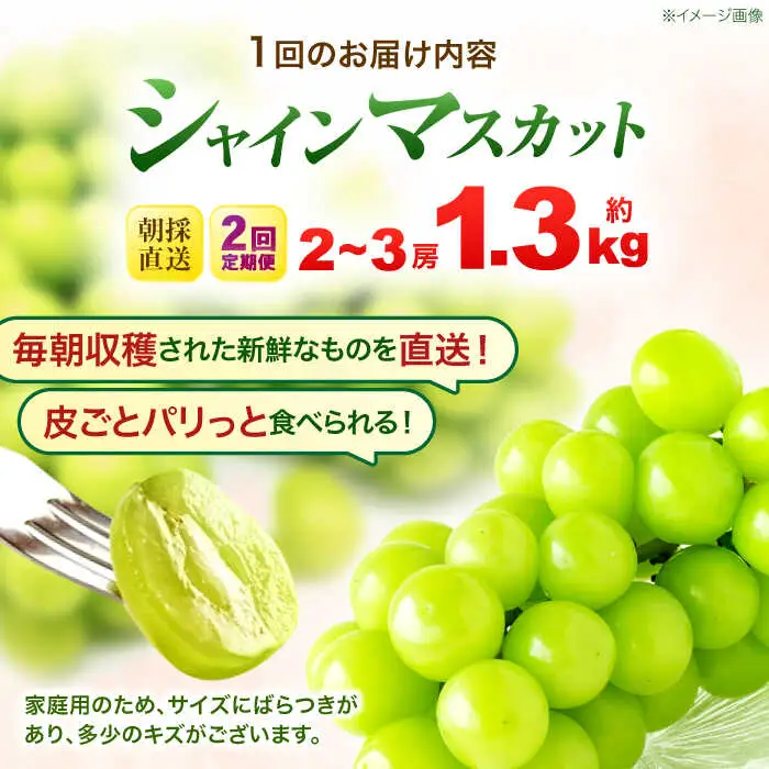 【2回定期便】※【2026年9月より順次発送／先行予約】シャインマスカット 約1.3kg(2房から3房) 家庭用 / フルーツ フルーツ定期便 果物 果物定期便 ぶどう マスカット しゃいんますかっと / 諫早市 / 肥前グローカル株式会社[AHDI011]