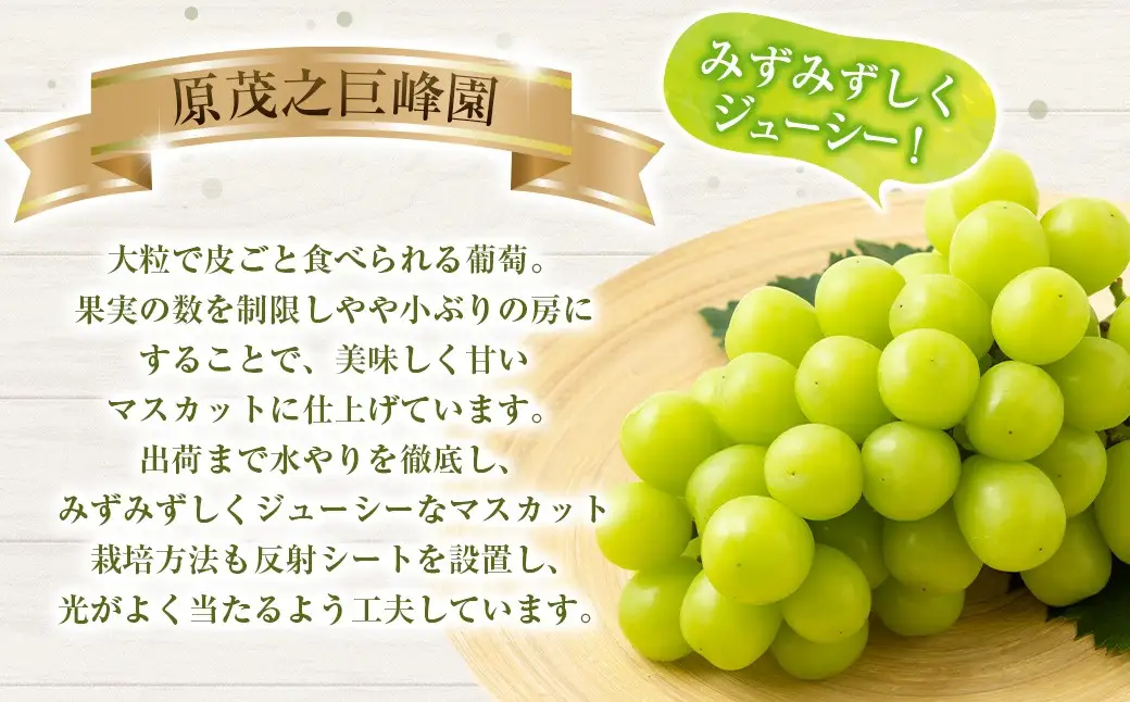 【先行予約】 原茂之巨峰園 シャインマスカット 4房から5房 （約2kg） 【2026年8月下旬～9月下旬より順次発送予定】