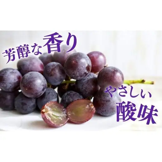 【2026年先行予約】 巨峰 2kg （茨城県共通返礼品・かすみがうら市産） ／ 巨峰 きょほう キョホウ 葡萄 ぶどう ブドウ フルーツ 果物 2kg