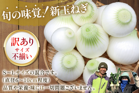 AJ113 【訳あり】 湧水の里 モリファーム 新玉ねぎ 3kg 不揃い (S～Lサイズ混合)