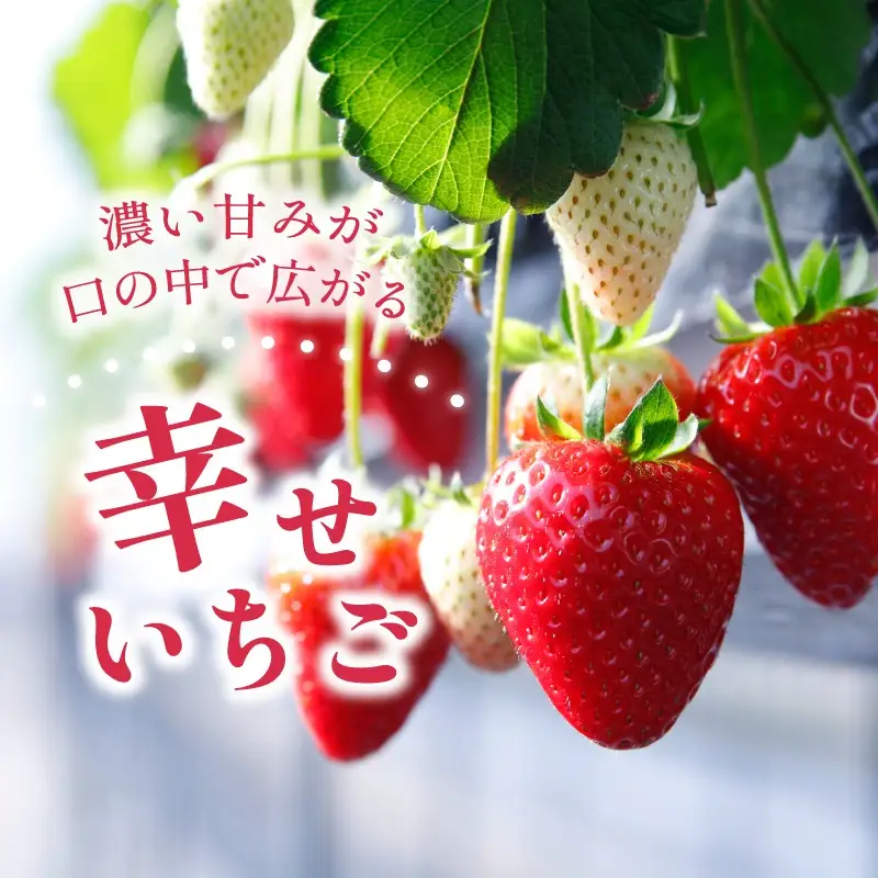 古都華 ゆりかーご 2パック 約540g(270g×2pc)　10-268