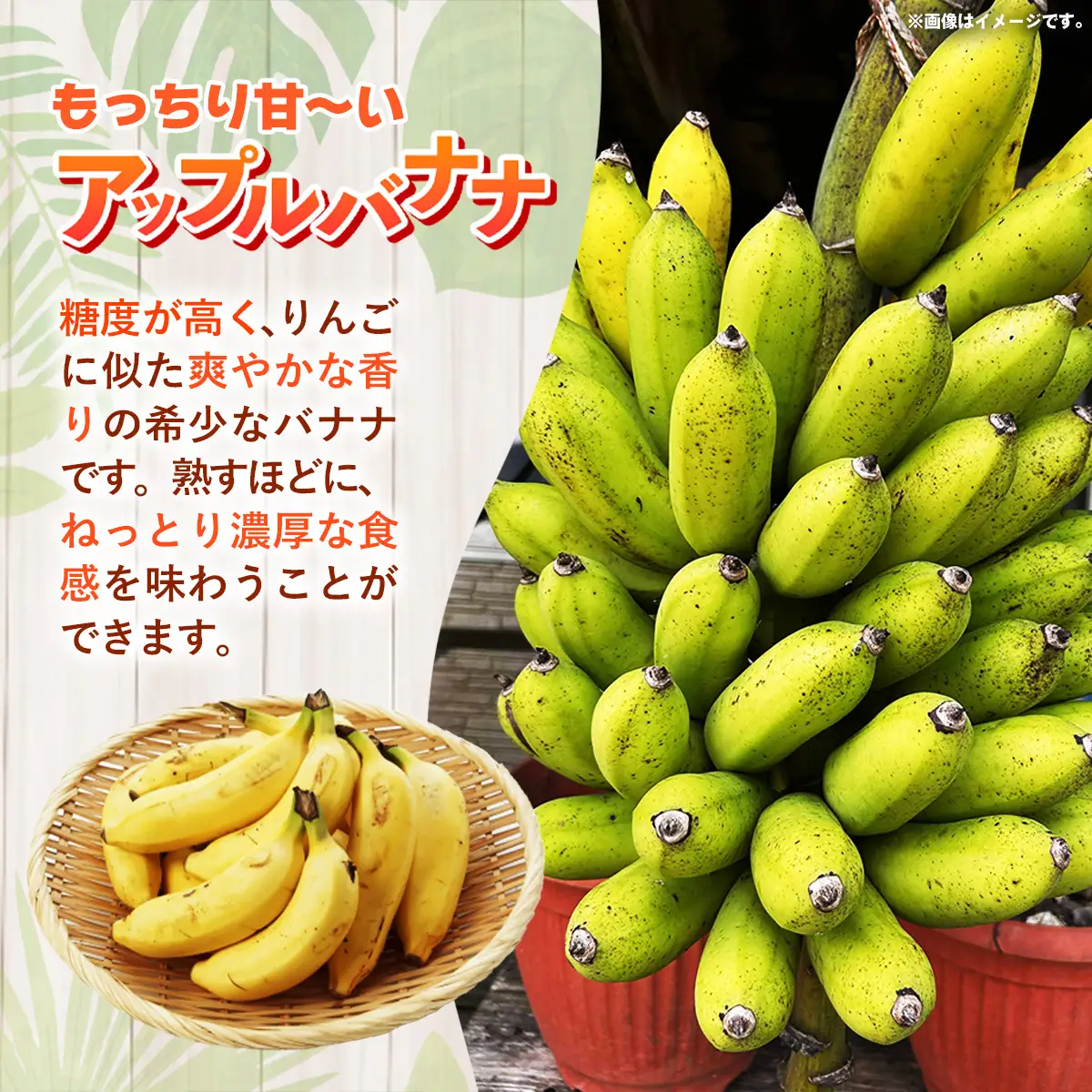  国産 希少種！南国フーズのアップルバナナ 約5kg - ばなな 小ぶり 沖縄県産 産地直送 朝食 おすすめ 八重瀬町【価格改定】