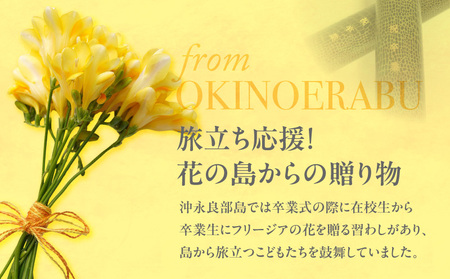 【 先行受付 】 フリージア 球根 （ 黄色 ） 500g C076-001-01 花 植物