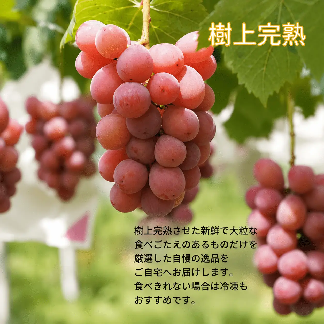 ぶどう 岡山県産 厳選ぶどうクイーンニーナ1kg以上（2房） 【kgftmt005-02】