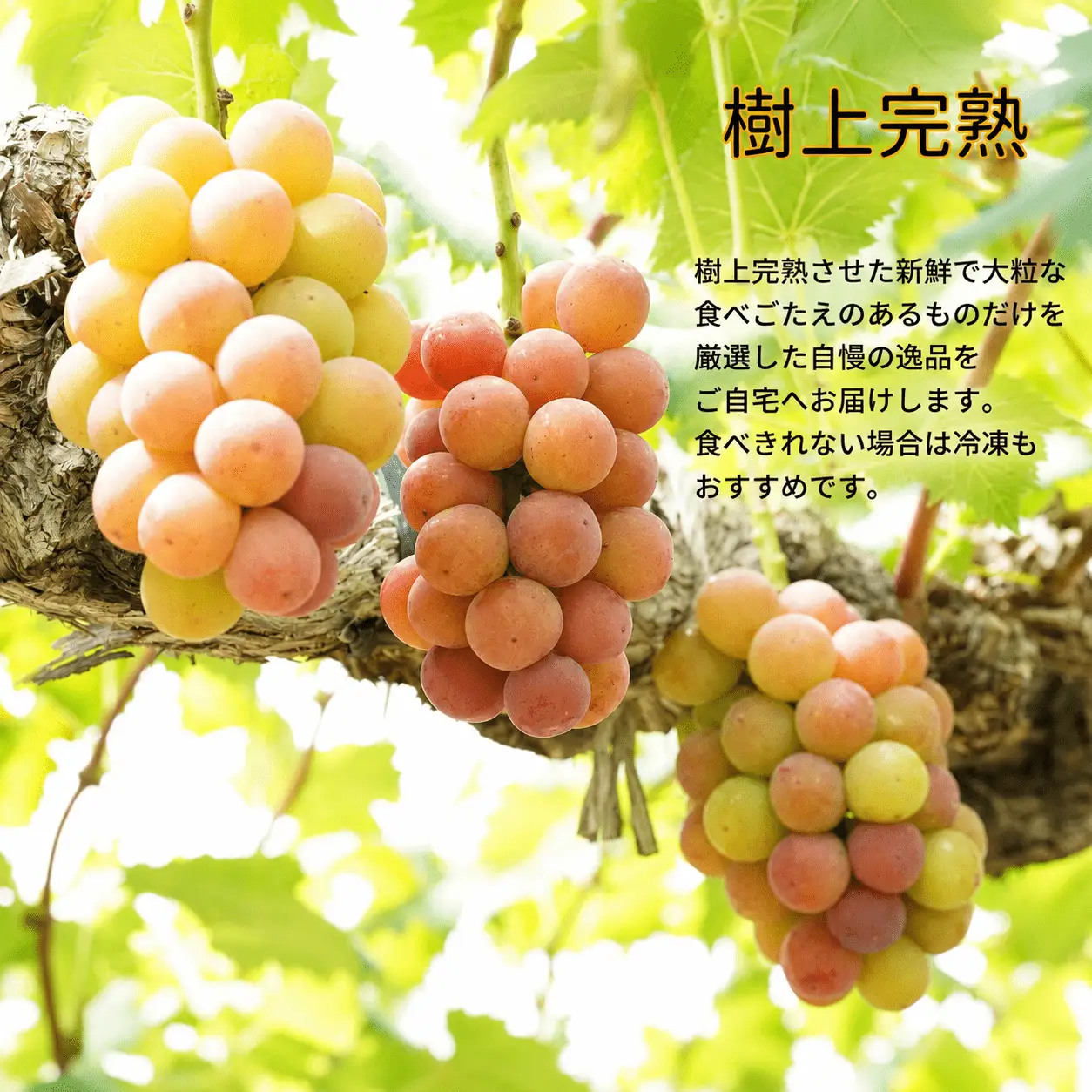 ぶどう 岡山県産 厳選ぶどう悟紅玉1kg以上2房  【kgftmt006-02】