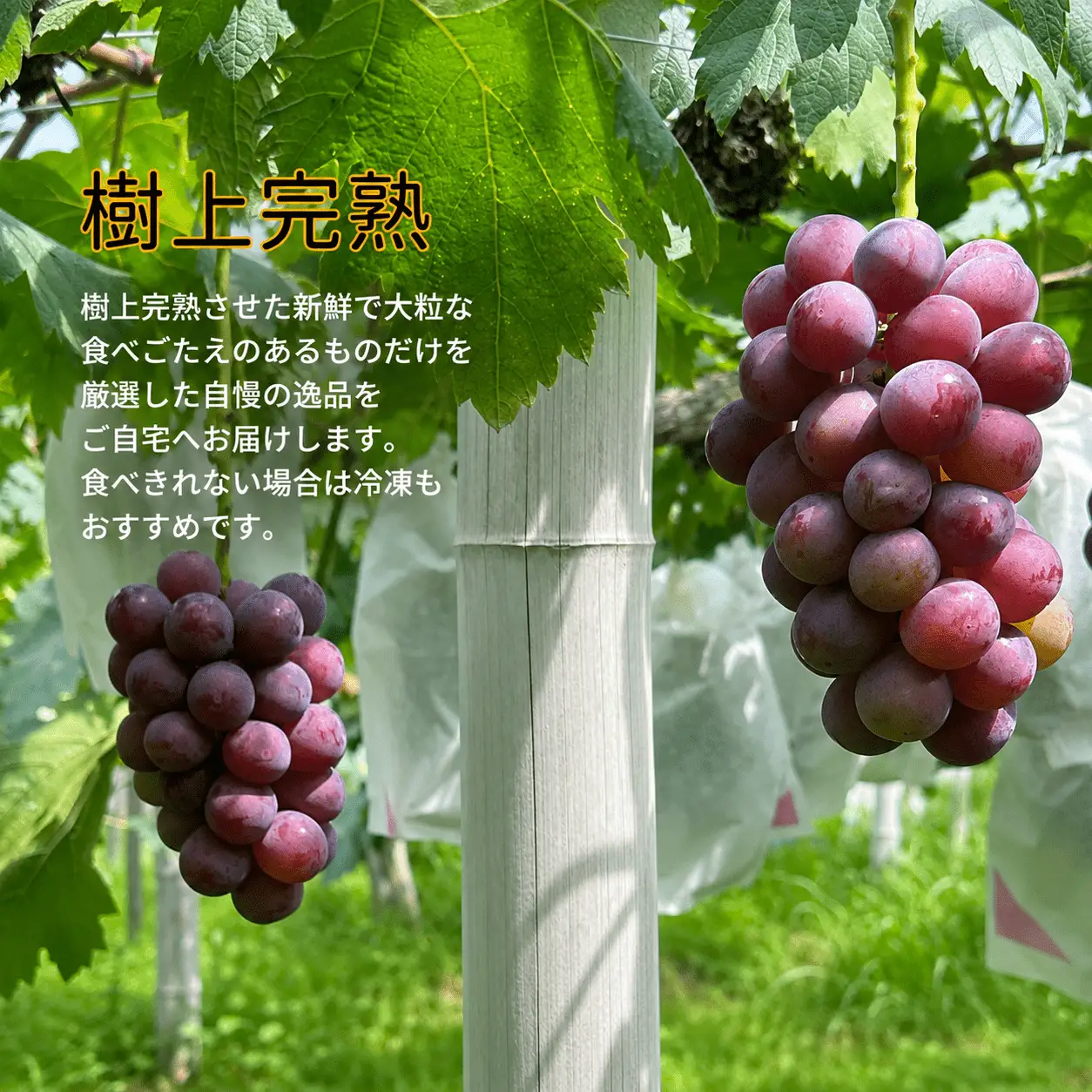 【訳あり】 ピオーネ 岡山県産ぶどう 訳ありピオーネ1.0kg以上（2房） 【kgftmt017-02】
