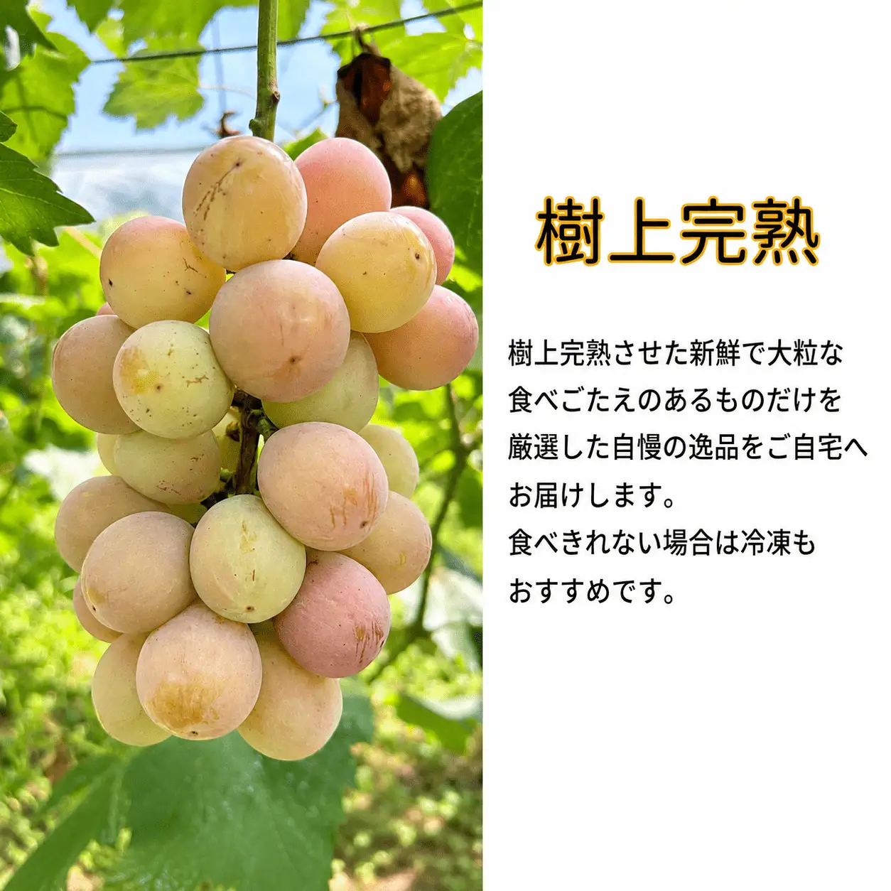【訳あり】 ぶどう 岡山県産 訳ありぶどうクイーンニーナ1.1kg以上（2～3房） 【kgftmt018-02】