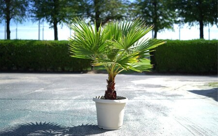 ワシントンヤシモドキ 12号 鉢 植物 ヤシ ヤシの木 ガーデニング お洒落 おしゃれ オシャレ 南国 鉢物 三重県 桑名市