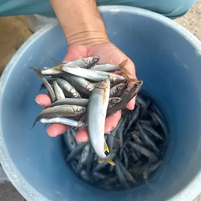 日野川育ちの「夏香鮎」小鮎（約10㎝）瞬間冷凍 1kg【鮎 冷凍 1kg 国産 アユ あゆ 魚 魚介 海鮮 養殖 川魚 塩焼き 甘露煮 煮凝り 素揚げ 天ぷら 鳥取県 日吉津村 日野川 日本海】