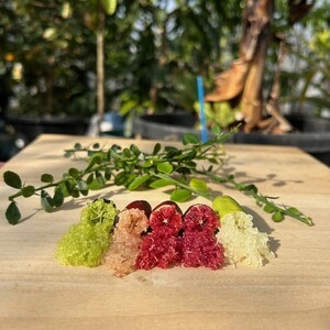 新感覚つぶつぶ食感！フィンガーライム　50ｇ（約4～8本）フルーツ 果物 国産 柑橘 フルーツキャビア 森のキャビア デザート 希少 鈴園 愛知県 常滑市