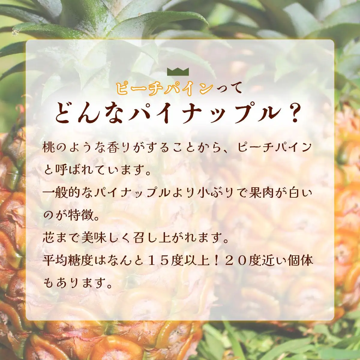 西表島の完熟ピーチパイン4.8kg(400g×12袋)　