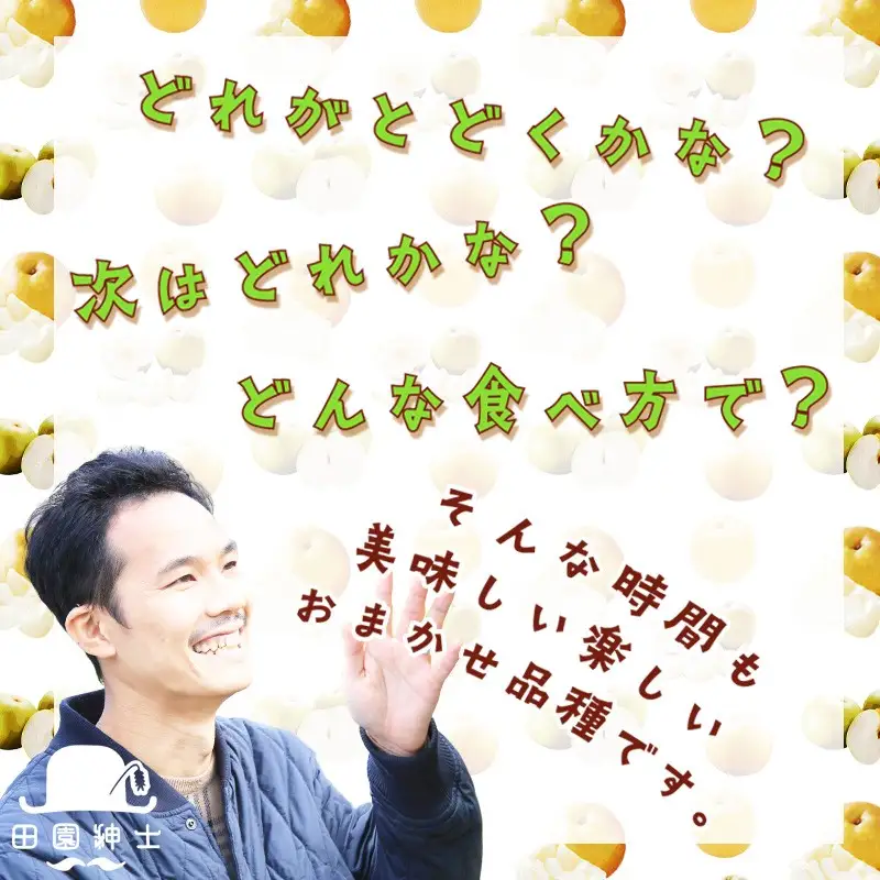 梨 定期便 計3品種 京丹後市｜フルーツ梨