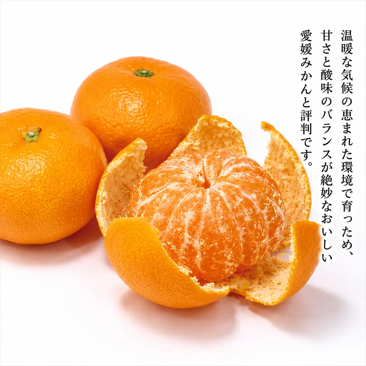 愛媛 みかん 5kg
