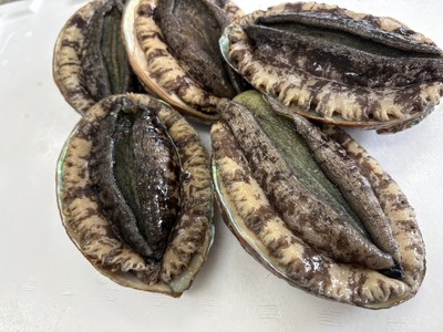 肉厚！ 広田湾産 養殖あわび 5個セット (殻長 9.5cm～) アワビ