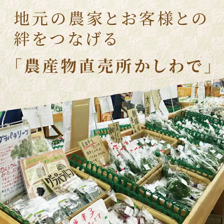 野菜詰合せ 季節 千葉県産 おまかせ 野菜詰合せ