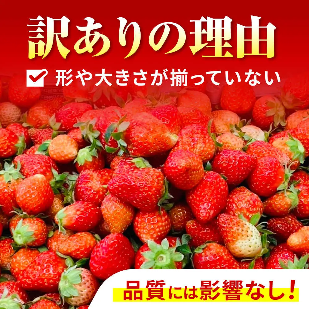 【2回定期便】※【2027年3月上旬頃より順次発送／先行予約】訳あり いちご「ゆめのか」 S-Lサイズ 1.8kg / 訳あり 訳あり商品 訳あり果物 果物訳あり いちご イチゴ 苺 イチゴジャム / 諫早市 / むらたサービス[AHFA004]