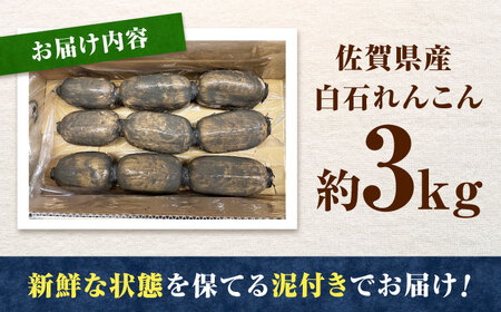 【2026年10月下旬以降順次発送】【金賞受賞！】泥付き 松尾青果のこだわり白石れんこん 約3kg / 蓮根 野菜 根菜 / 佐賀県 / 松尾青果[41ASAB002]