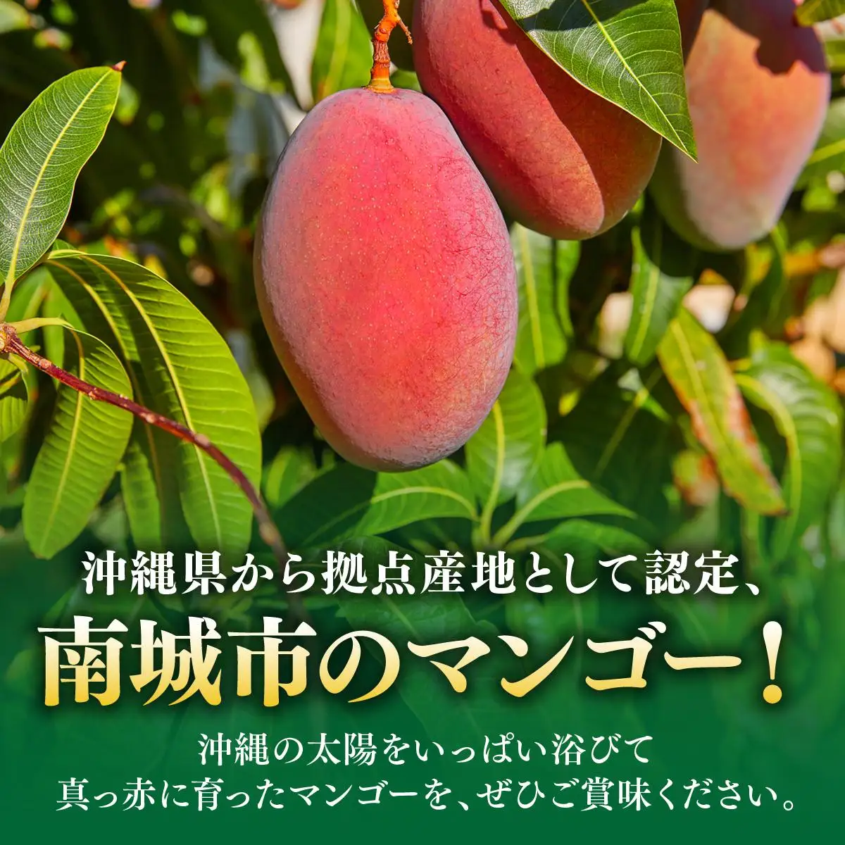 アップルマンゴー家庭用 約1.8kg（5～7玉）白箱   