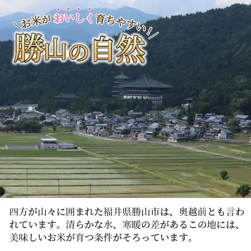 米 コシヒカリ 勝山産 ちゃまごん米 10kg 精米 [C-010018]