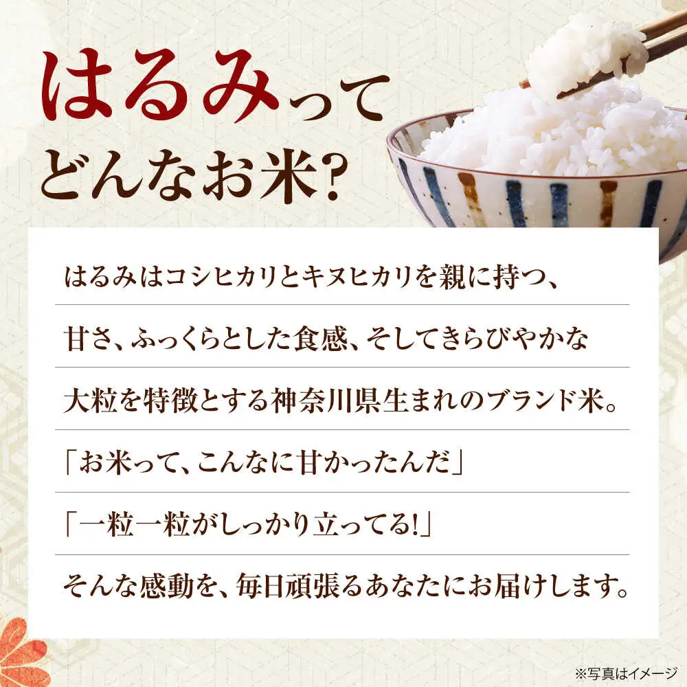 【先行予約】令和8年度 新米 はるみ 5kg【なんかいファーム】 新米 [BDBD002]