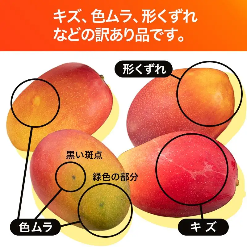 訳あり 鉢植栽培 西都産完熟マンゴー 1.2kg 宮崎県西都産 サムライファーム＜24-5a＞フルーツ 果物  甘い【先行予約】