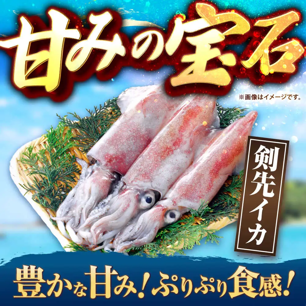 【お中元】剣先イカ 刺身用 500g [JCC024] イカ刺し