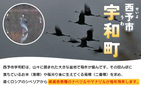 ＜ツルのねぐら・採食場観察ツアー（ねぐら立ち見学付き）＞ つる ツル 鶴 鳥 野鳥 貴重 体験 観察 ツアー ねぐら ネグラ ねぐら観察 ねぐら入り ねぐら立ち ナベヅル 鍋鶴 マナヅル 真鶴 真名鶴 野鳥観察 採食場 西予市観光物産協会 愛媛県 西予市 USB0008