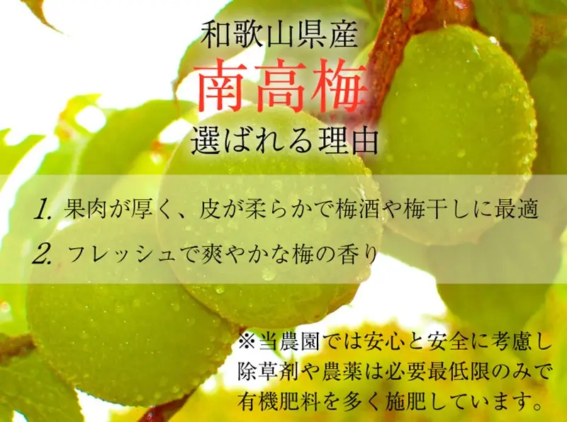 【先行予約】和歌山県産 紀州熟南高梅 生うめ 約3kg (S・Mサイズ混合) 訳あり ご家庭用 青梅 黄梅 梅干し 梅酒 シロップ ジャム用 2027年6月下旬〜7月上旬発送【art043】