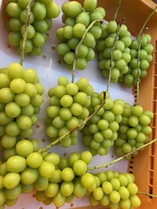 信州伊那産ぶどう　シャインマスカット（1.5kg）｜ぶどう 葡萄 シャインマスカット 種なし ぶどうフルーツ ギフト フルーツ 旬のフルーツ 伊那市 長野県産 【015-42】
