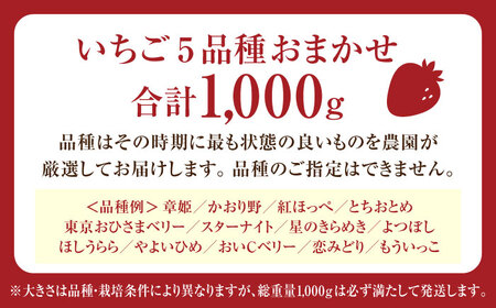 発送月が選べる いちご 5品種 おまかせ 食べ比べセット 農 × カフェ 旬のフルーツ 亀山市 / TSUMUGI舎[AMCF001]