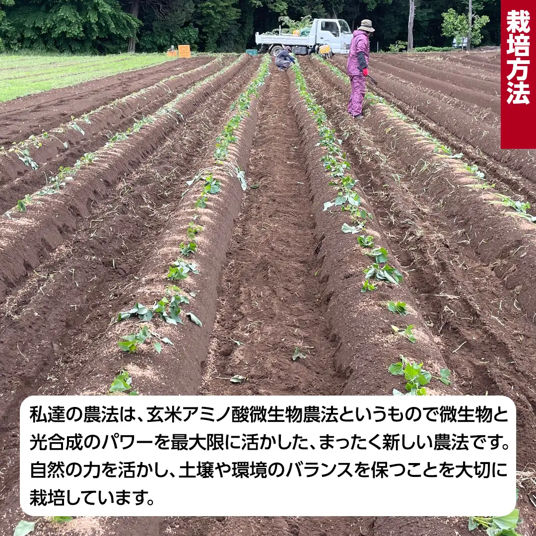茨城県産 紅はるか 約5kg  土付き 無選別 ＜先行予約│2026年12月より追熟が完了しだい順次発送開始＞熟成 さつまいも 訳あり 野菜 焼き芋 干し芋 無農薬