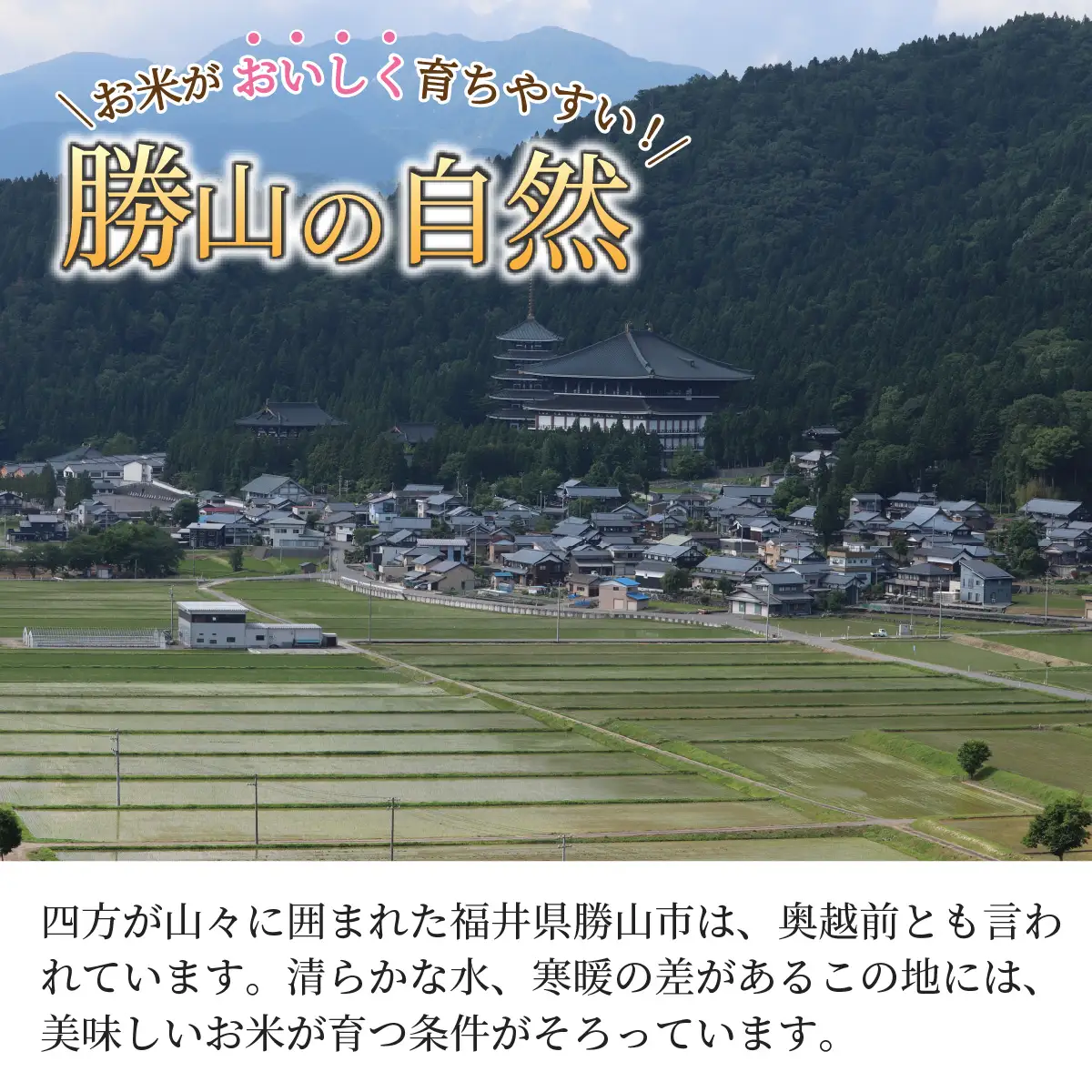 米 コシヒカリ 勝山産 ちゃまごん米 5kg×3回  定期便 [E-010034]