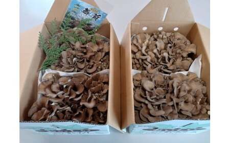 栃の木まいたけ 朝採りまいたけ2株セット×2箱｜まいたけ 舞茸 きのこ 茸 詰め合わせ 栃木県 高根沢町産　送料無料　※北海道・沖縄・離島への配送不可