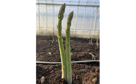 朝採り産地直送グリーンアスパラガス（Lサイズ以上　約1kg）｜ 野菜 有機 高根沢