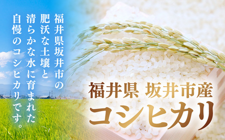 【先行予約】【令和8年産・新米】 坂井市産 コシヒカリ 白米 5kg (アグリ川崎) 【2026年10月以降順次発送予定】 精米 おこめ [A-20509]