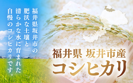 【先行予約】【令和8年産・新米】 坂井市産 コシヒカリ 白米 10kg (5kg×2袋) (アグリ川崎) 【2026年10月以降順次発送予定】 精米 おこめ [A-20510]