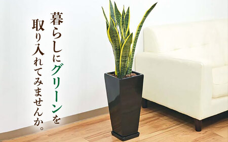 観葉植物 サンスベリア ローレンティ 7号 黒 陶器鉢植え 75cm ロングスクエア/サンスベリア 鉢植え 観葉 植物 インテリア おしゃれ プレゼント/大村市/琴花園[ACYK045]