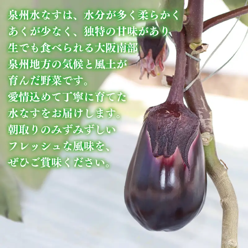 【先行予約】泉州 泉佐野市産 ハウス水なす 20個