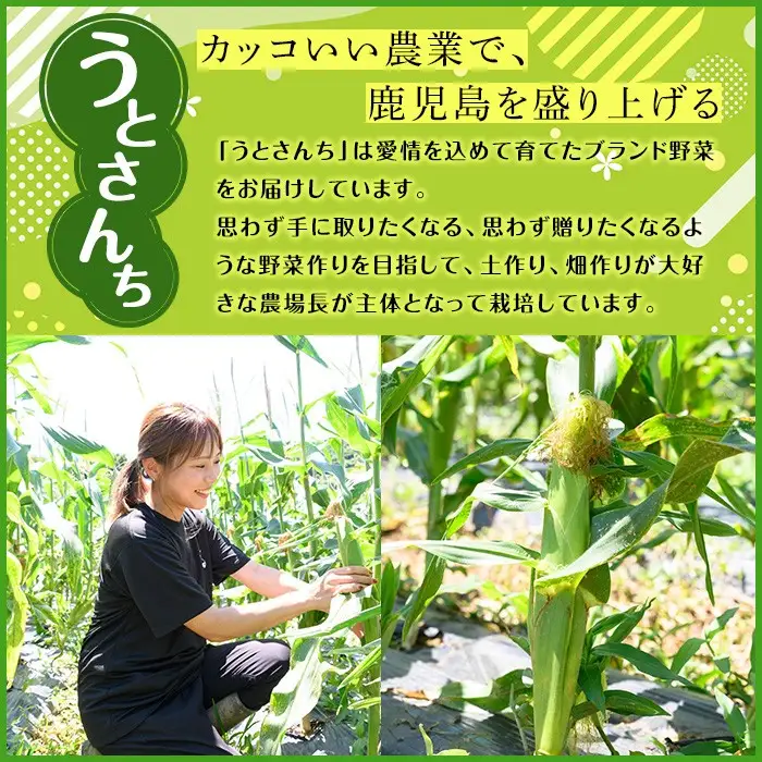 無洗米 あきほなみ (10kg) 国産 米 お米 コメ 白米 アキホナミ ごはん ご飯 お弁当 おにぎり 特A 【うとさんち】akn067-22