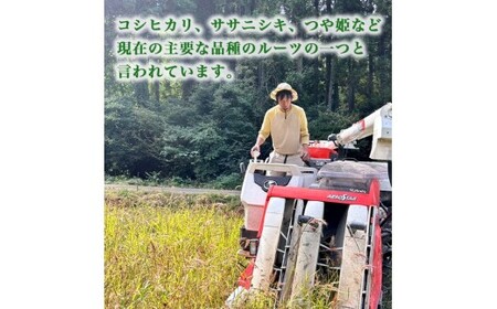 【射水の美味しいお米】【自然栽培農法】自然栽培農家 marufarm 自然栽培米「亀の尾」5kg