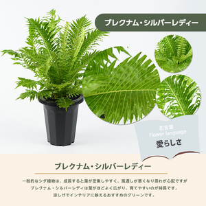 2026年4月上旬～発送【観葉植物】ブレクナム・シルバーレディー 50cm～70cm  (JAいぶすき/IB165-020)  植物 グリーン シダ おしゃれ インテリア 室内 インテリアグリーン ※北海道・沖縄・離島配送不可※