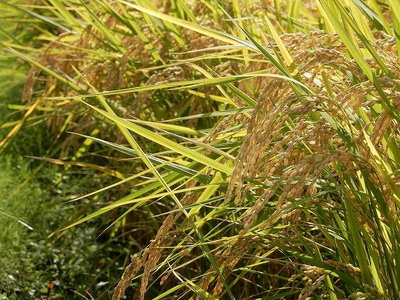 「ゆめ野山米」食べ比べセット 精米 10kg （ あきたこまち ヒノヒカリ 各5kg）【令和7年産】 | コメ 米 こめ 精米 あきたこまち ヒノヒカリ もちもち 奈良県  五條市