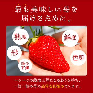 ★先行予約★贈答用いちご 3品種食べ比べセット(3パック入)[1月中旬より順次発送]【097007C000】