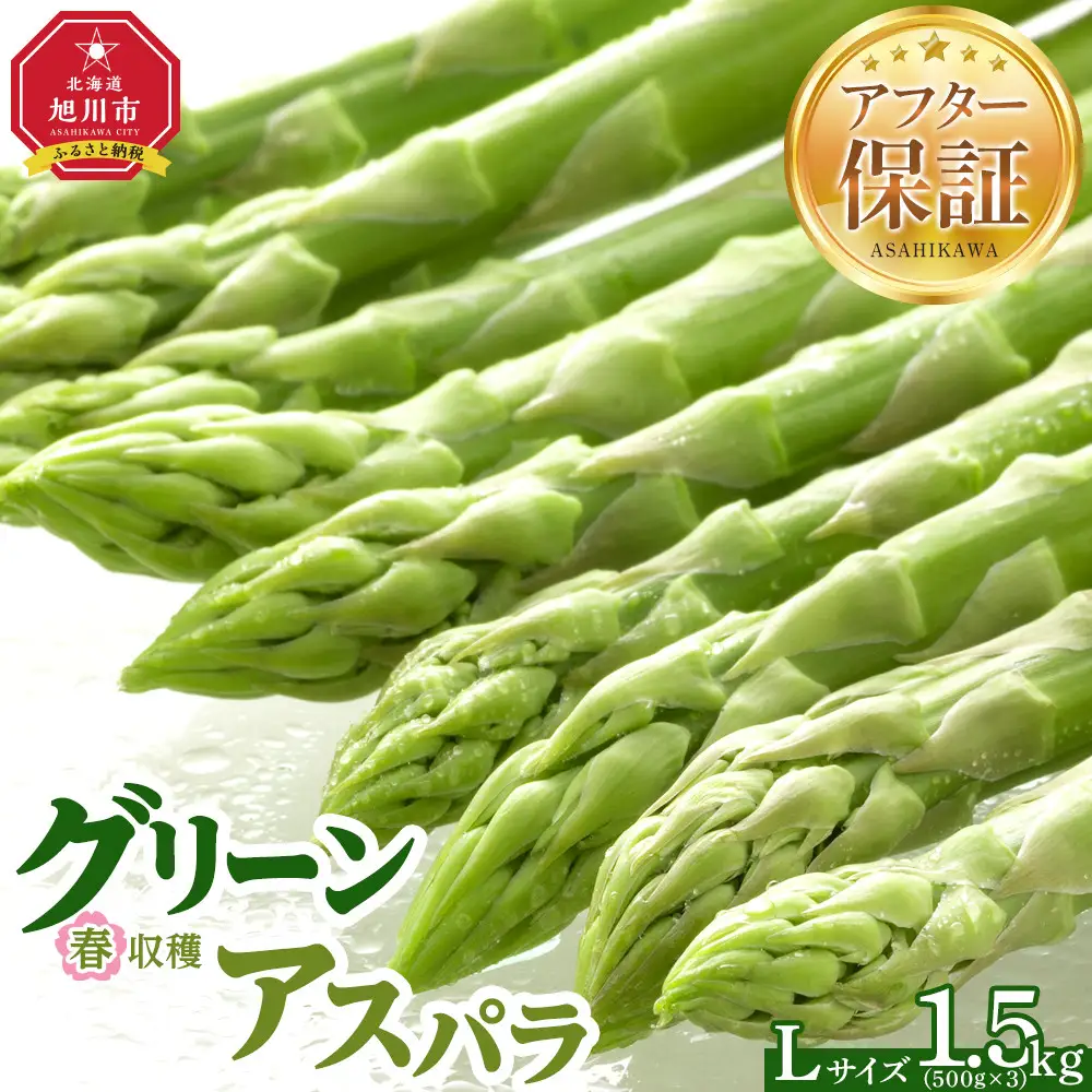 春収穫グリーンアスパラLサイズ（500g×3）約1.5kg（2027年6月上旬から発送開始）| アスパラ 北海道_05530