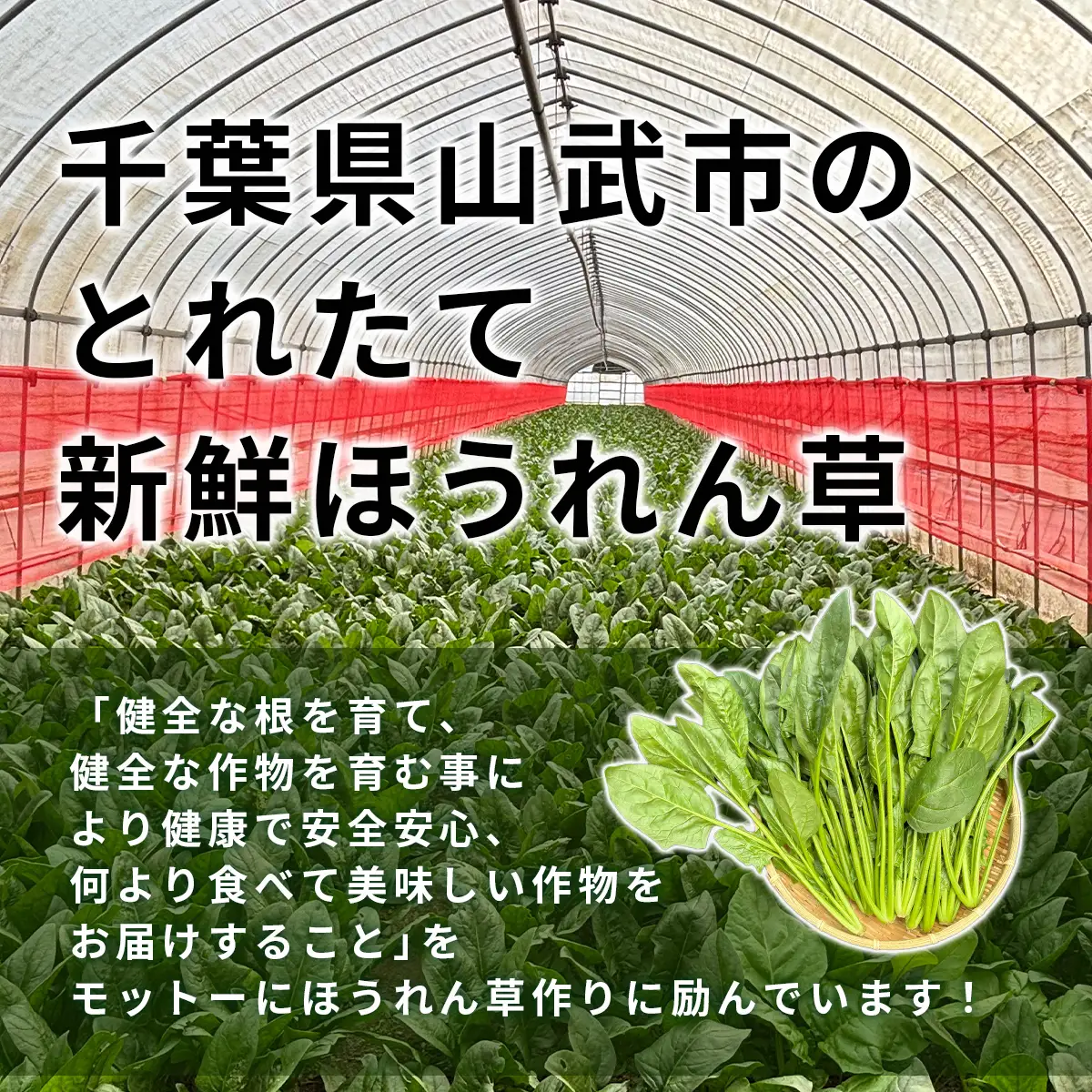 ほうれん草！どっさり 5kg 【栽培30年以上の山下さんの新鮮採れたてほうれん草】　SMCX001 