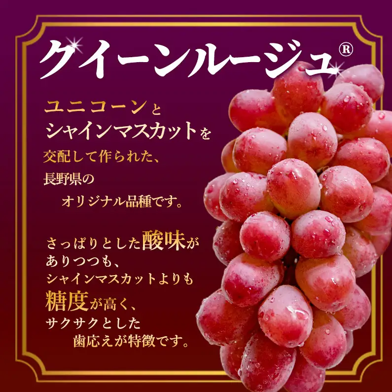クイーンルージュ 約2㎏ 3～5房 2026年9月発送 クイーンルージュ