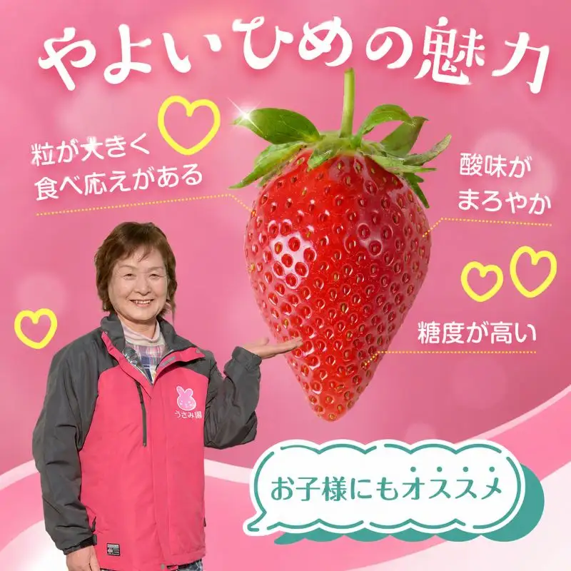 【2月~3月発送】畑のいちご やよいひめ 4パック いちご